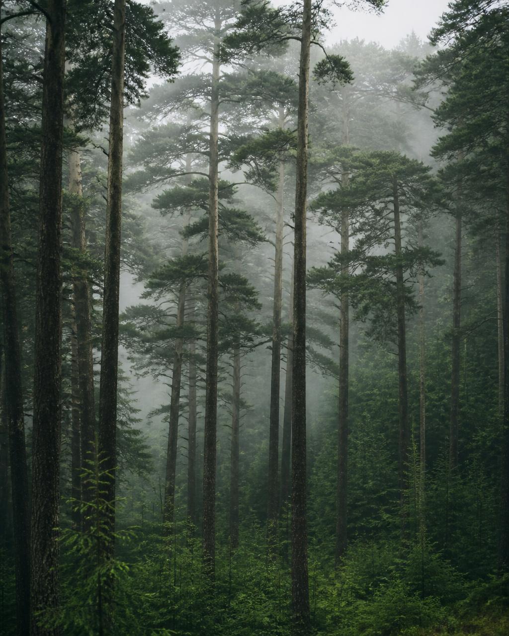Mist drifting through tall Perthshire pines
